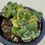 Thumbnail: Crassula Violetta variegated 