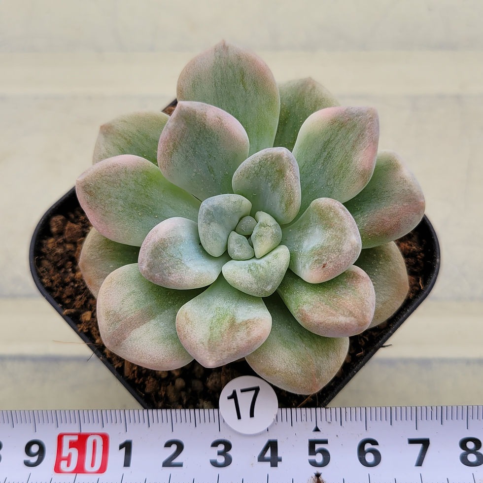 Thumbnail: Echeveria Bubble Bomb variegated 