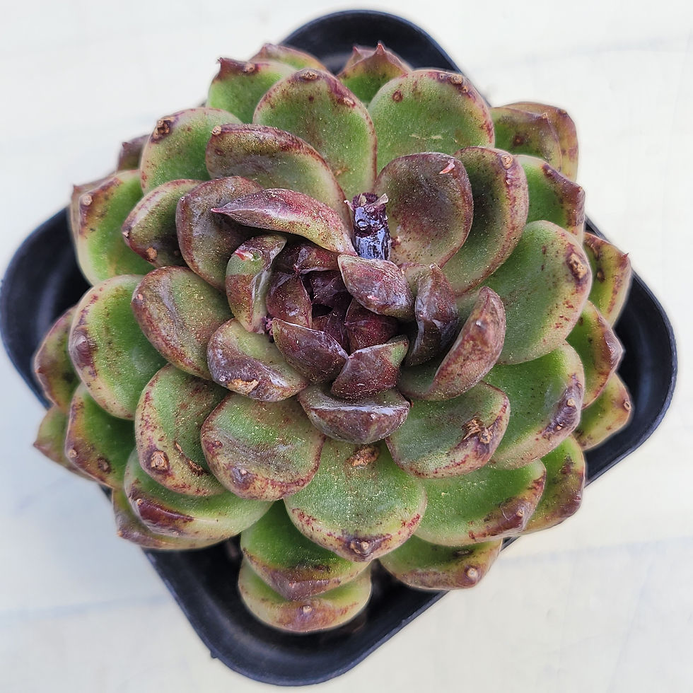 Thumbnail: Echeveria Pushke 