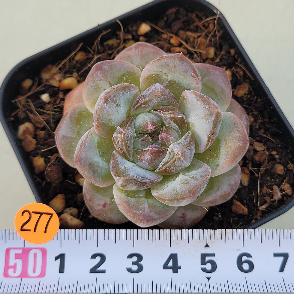 Thumbnail: Echeveria Cubic Daisy 