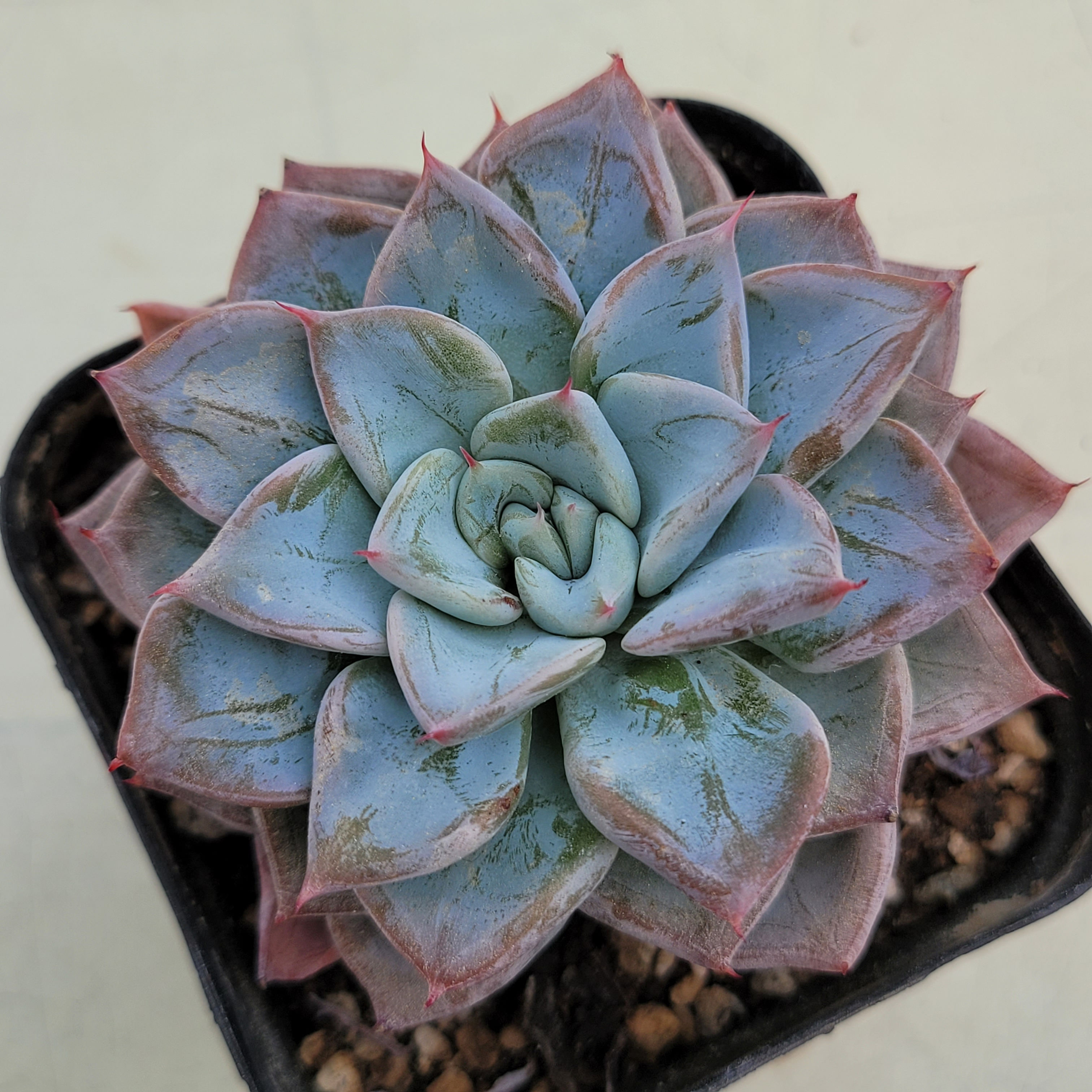 Echeveria Blue Wedding 
