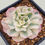 Thumbnail: Echeveria Snow Flying variegated 
