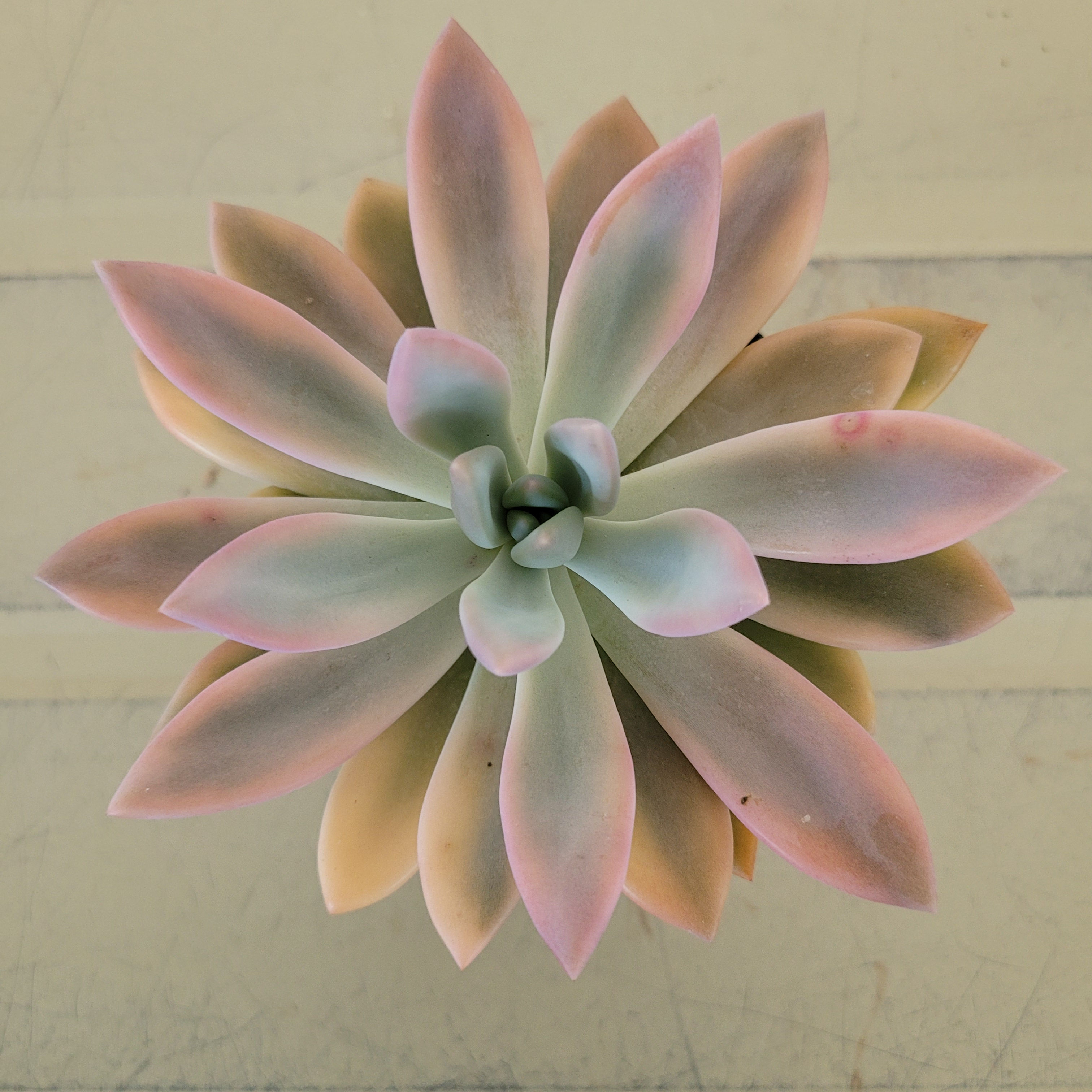 Graptoveria Opalina variegated 