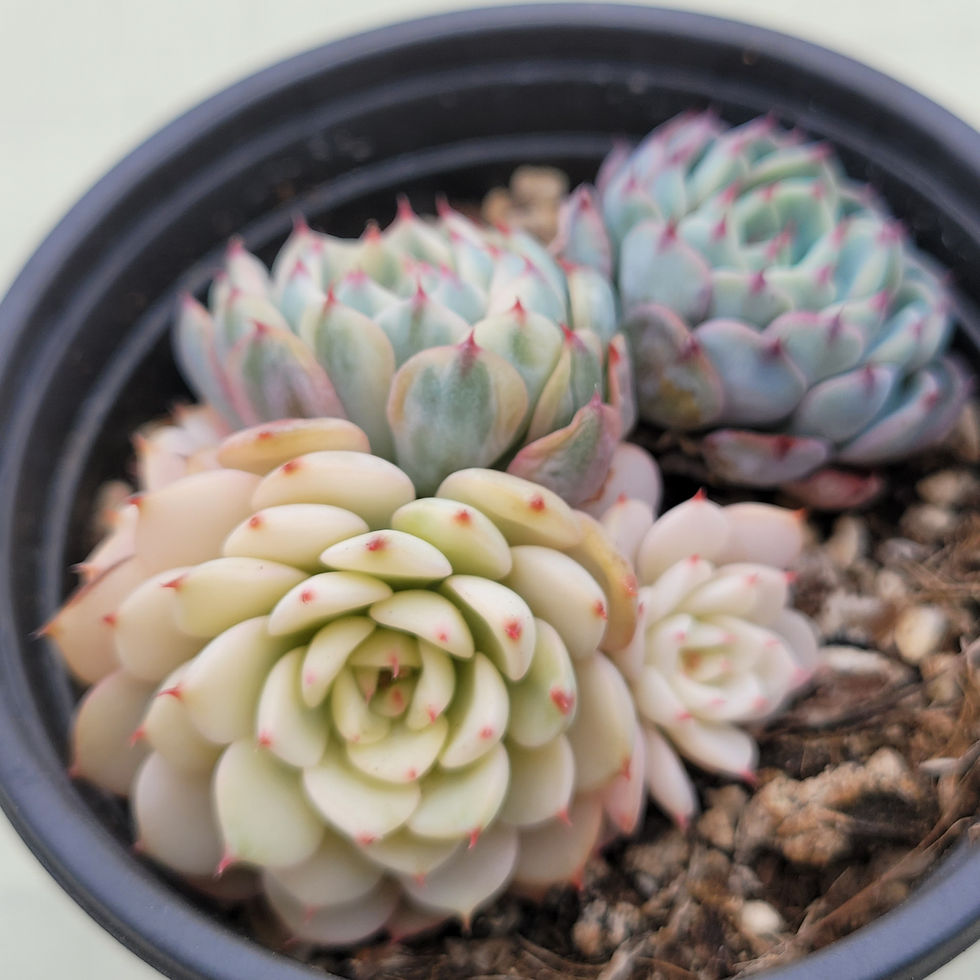 Thumbnail: Echeveria Minima variegated 