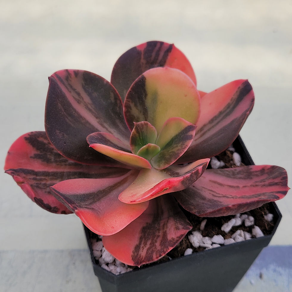 Thumbnail: Echeveria Prima Donna variegated 