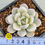 Thumbnail: Echeveria Chloe variegated 