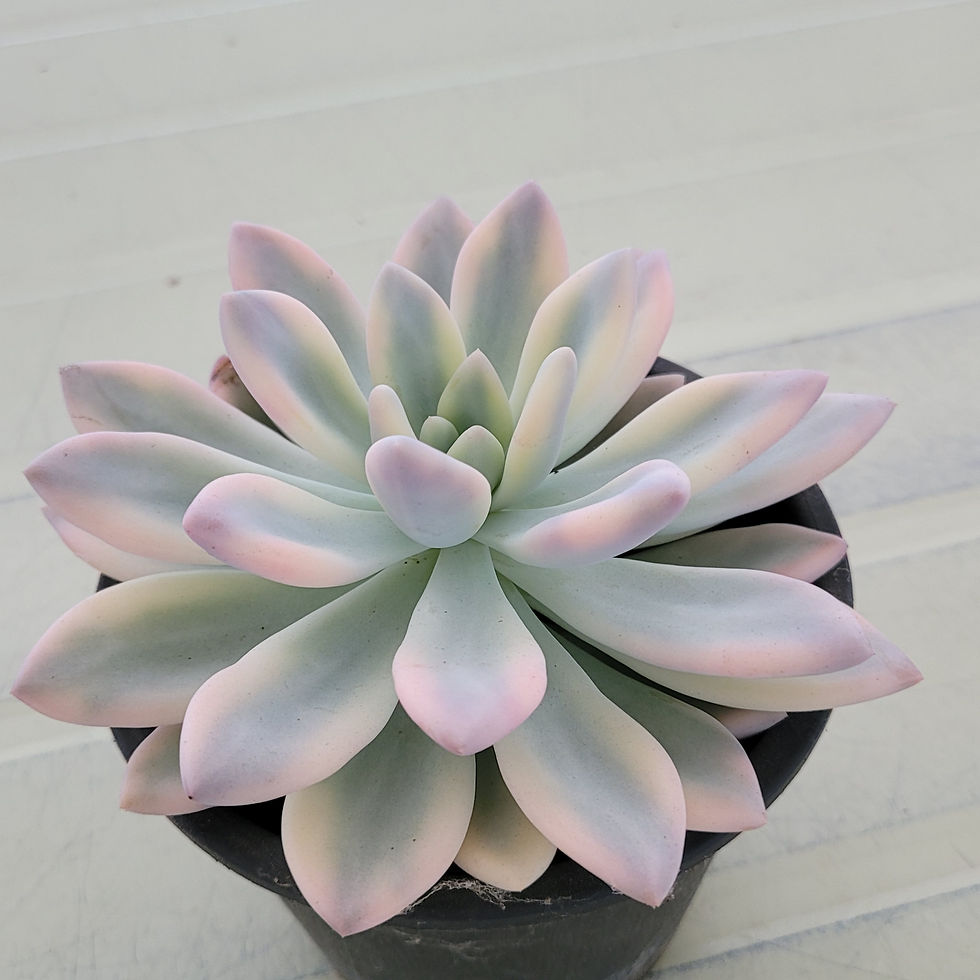 Thumbnail: Graptoveria Opalina variegated 