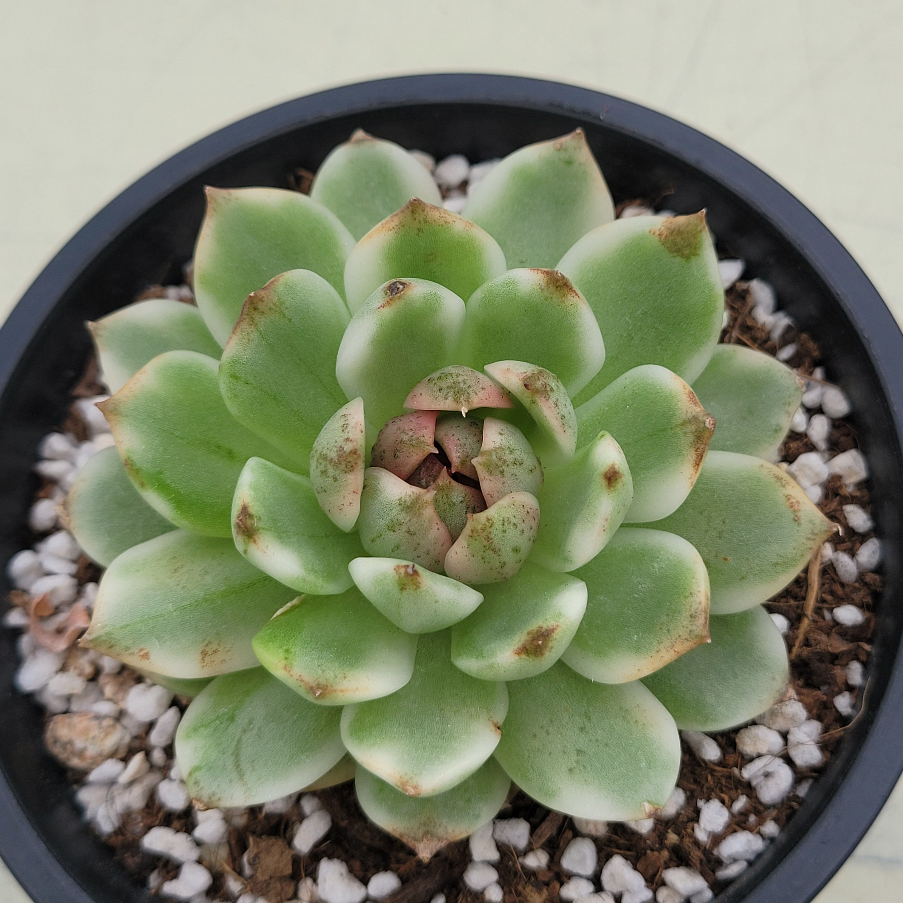 Echeveria Blood Soul variegated 