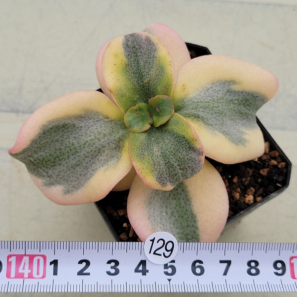 Thumbnail: Crassula Maculata variegated 
