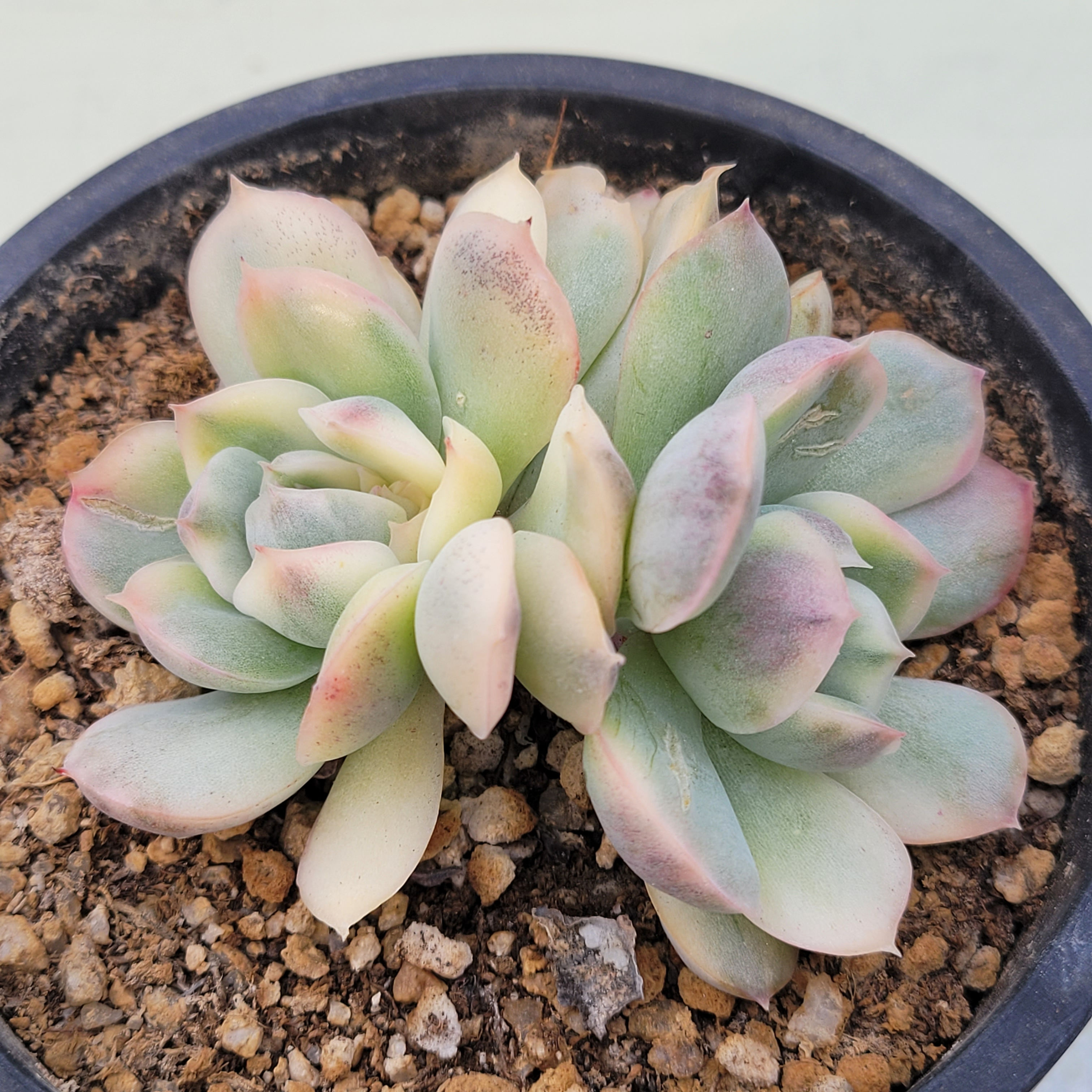 Echeveria Strawberry Cake variegated 