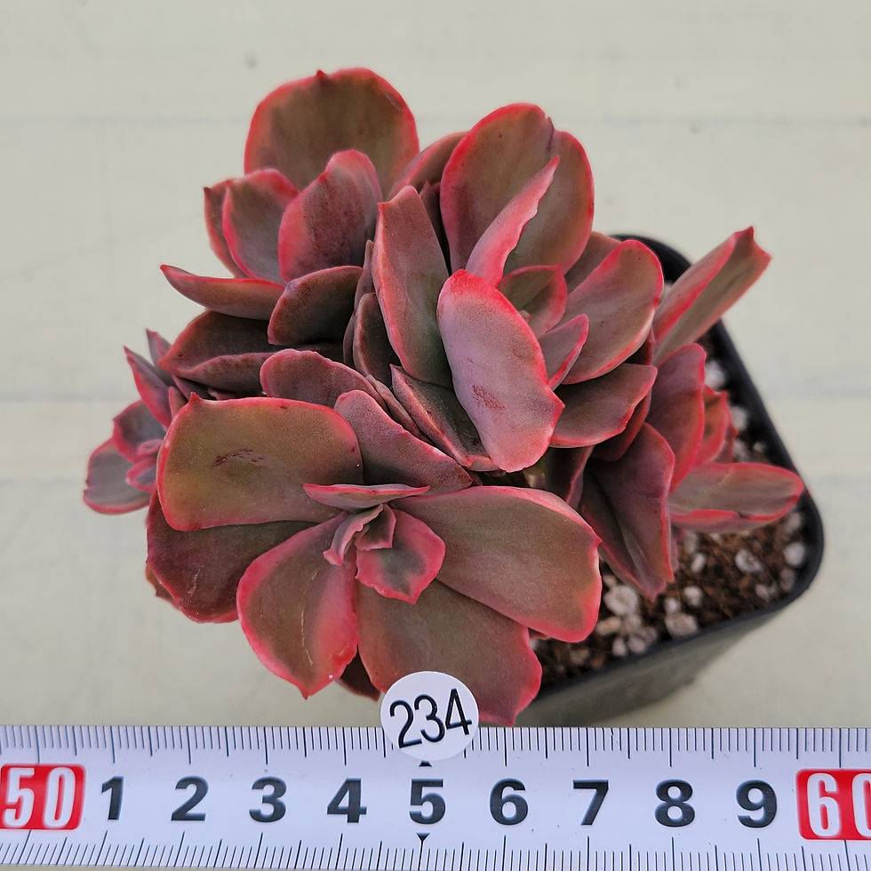 Thumbnail: Echeveria Roserock variegated cluster 