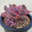 Thumbnail: Echeveria cv Takasagono okina variegated 