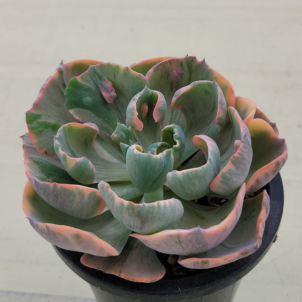 Thumbnail: Echeveria Beyonce Rainbow variegated 