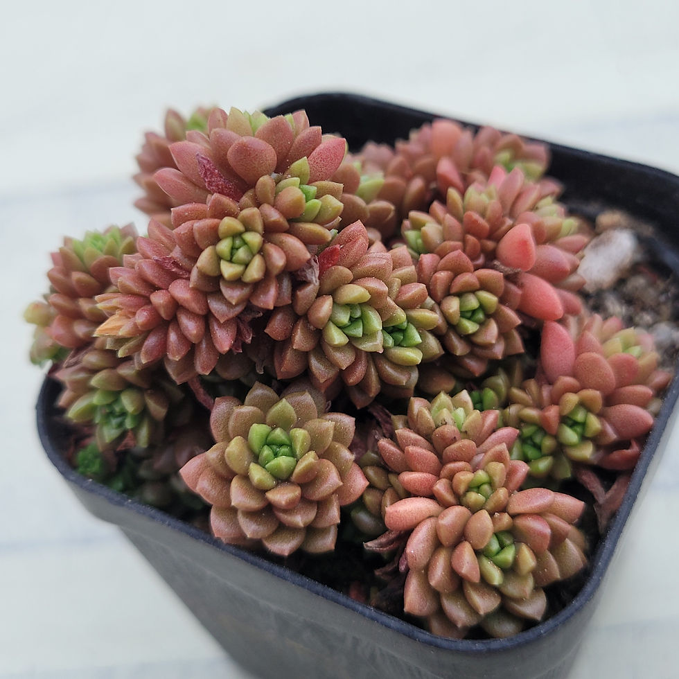 Thumbnail: Cremnosedum Little Gem (Crassulaceae) variegated 