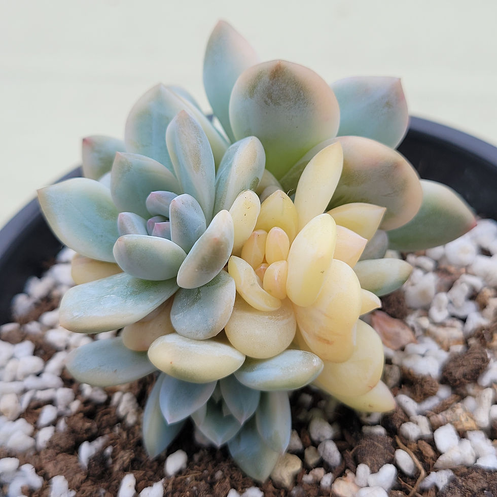 Thumbnail: Echeveria Orange Monroe variegated 