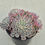 Thumbnail: Echeveria Minima variegated cluster 