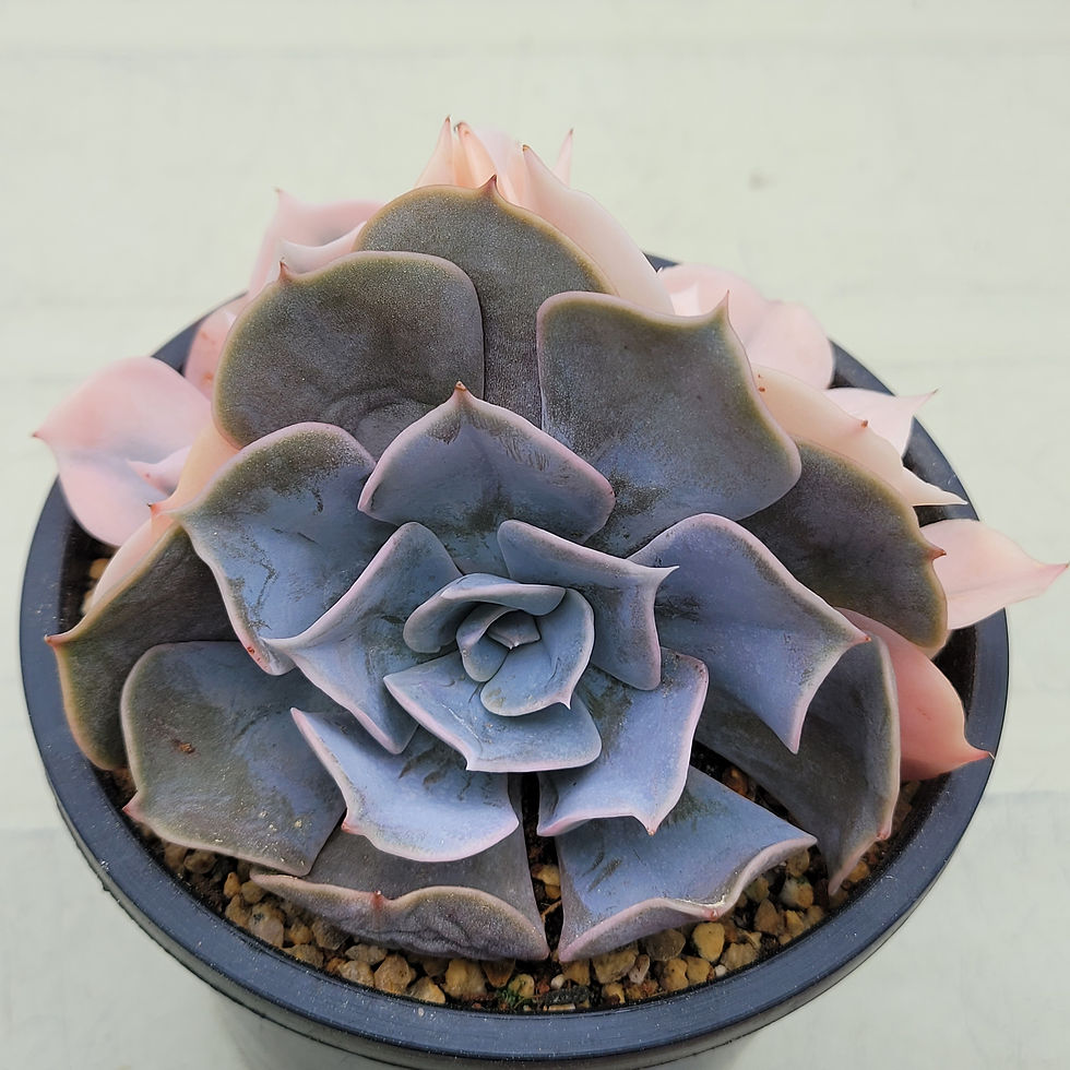 Thumbnail: Echeveria Pollux variegated 