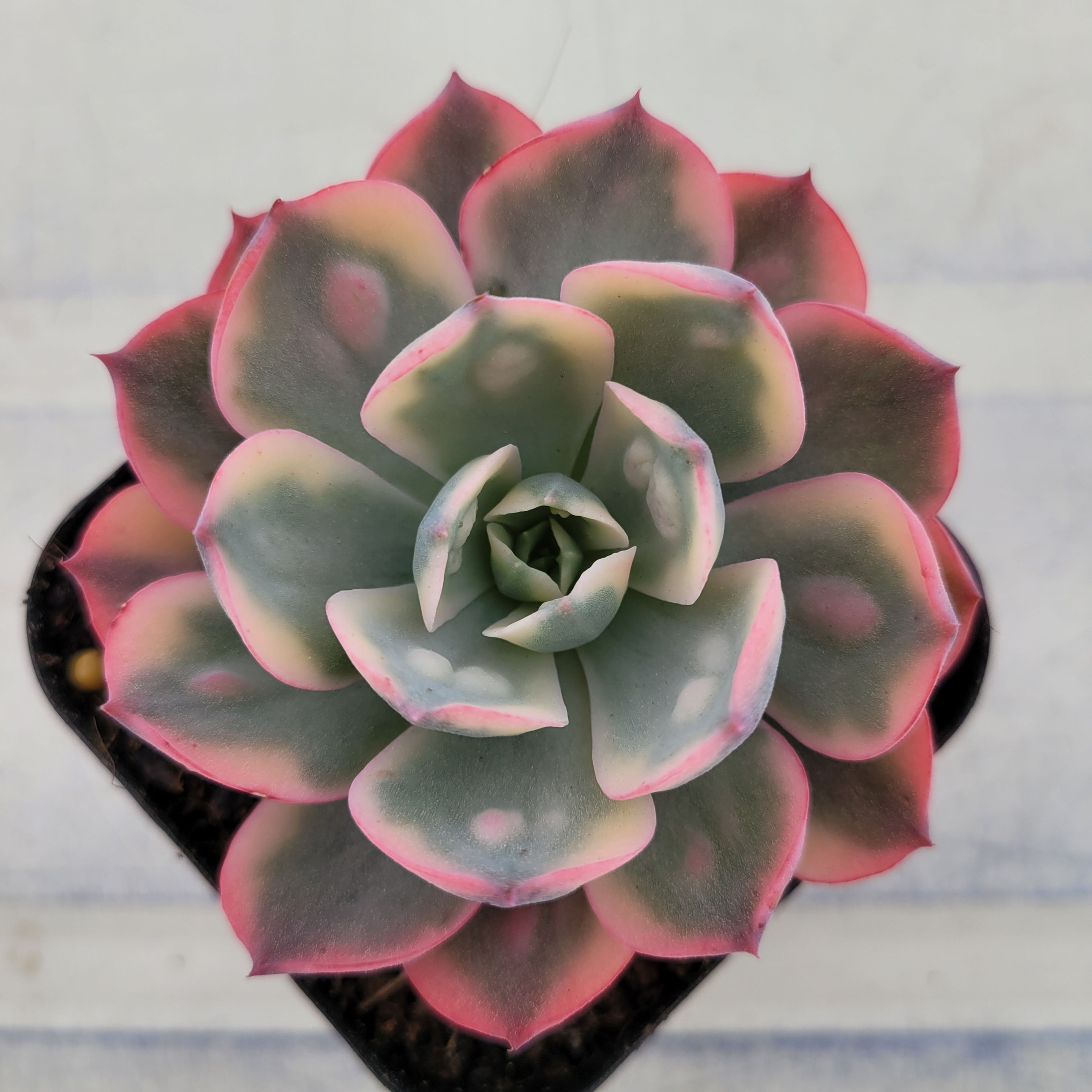 Echeveria Raindrops variegated 