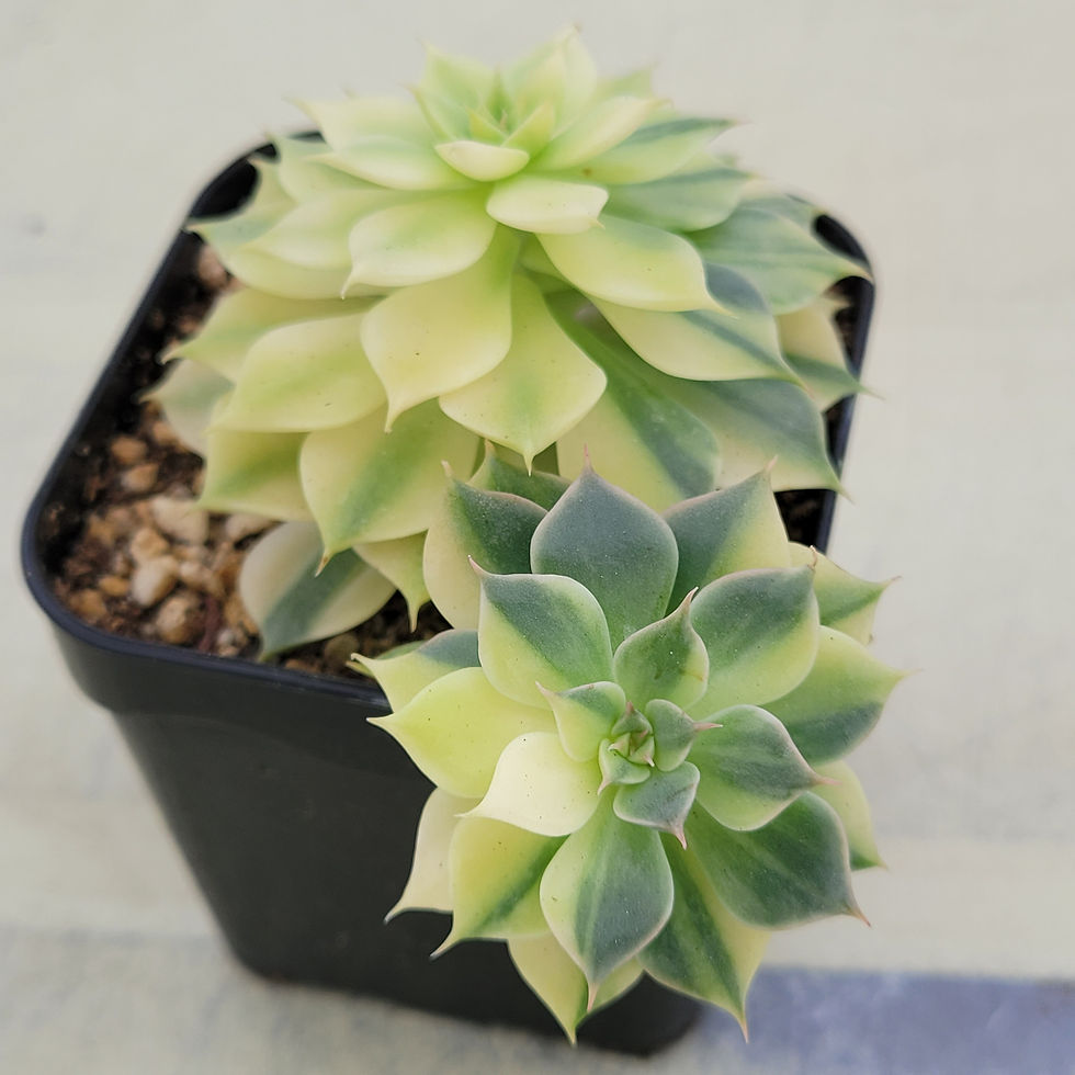 Thumbnail: Echeveria Halbingeri variegated 