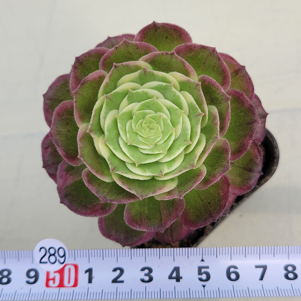 Thumbnail: Aeonium Peacock variegated 
