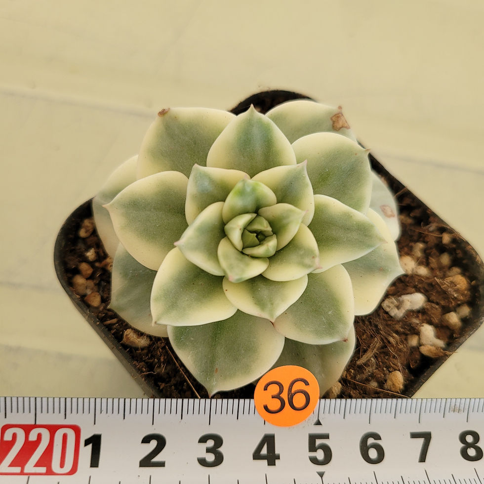 Thumbnail: Sedeveria Rolly variegated 