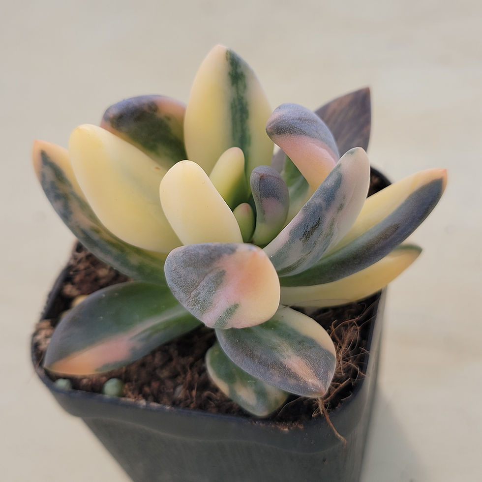 Thumbnail: Pachyveria oviferum cv Shireiden variegated 