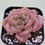 Thumbnail: Echeveria Star Jelly 