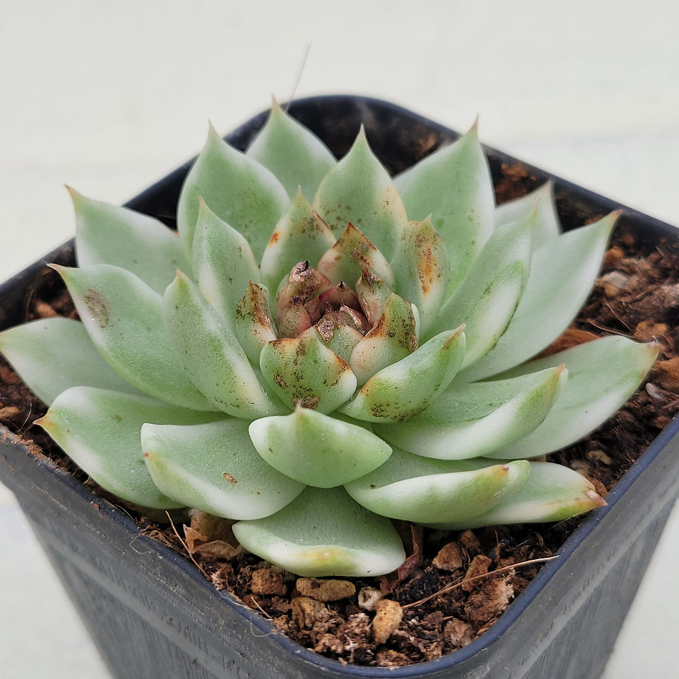 Thumbnail: Echeveria Black Line variegated 