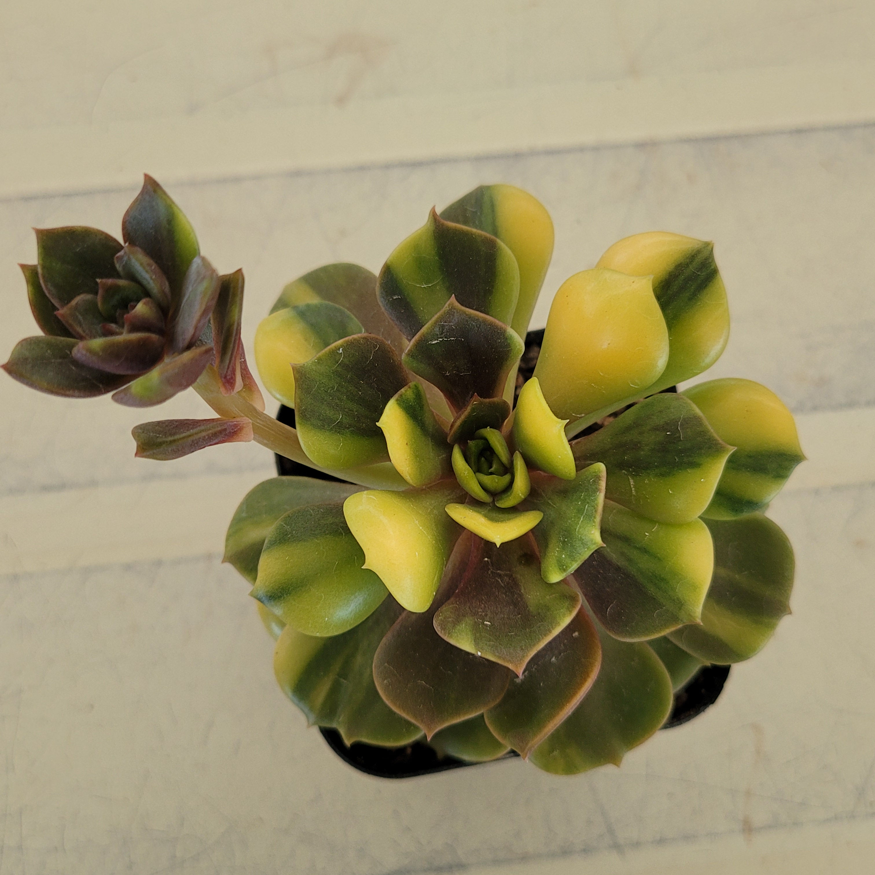 Echeveria Vampire Red ball variegated 