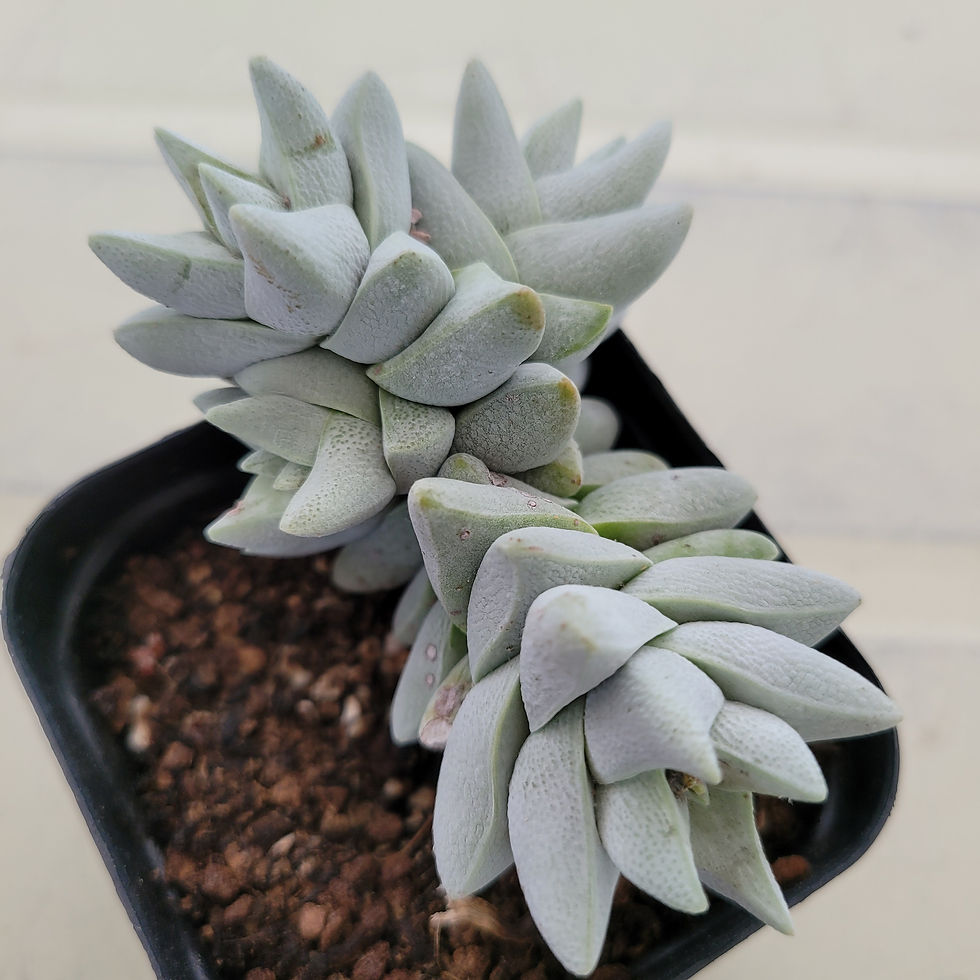 Thumbnail: Crassula Ivory tower 