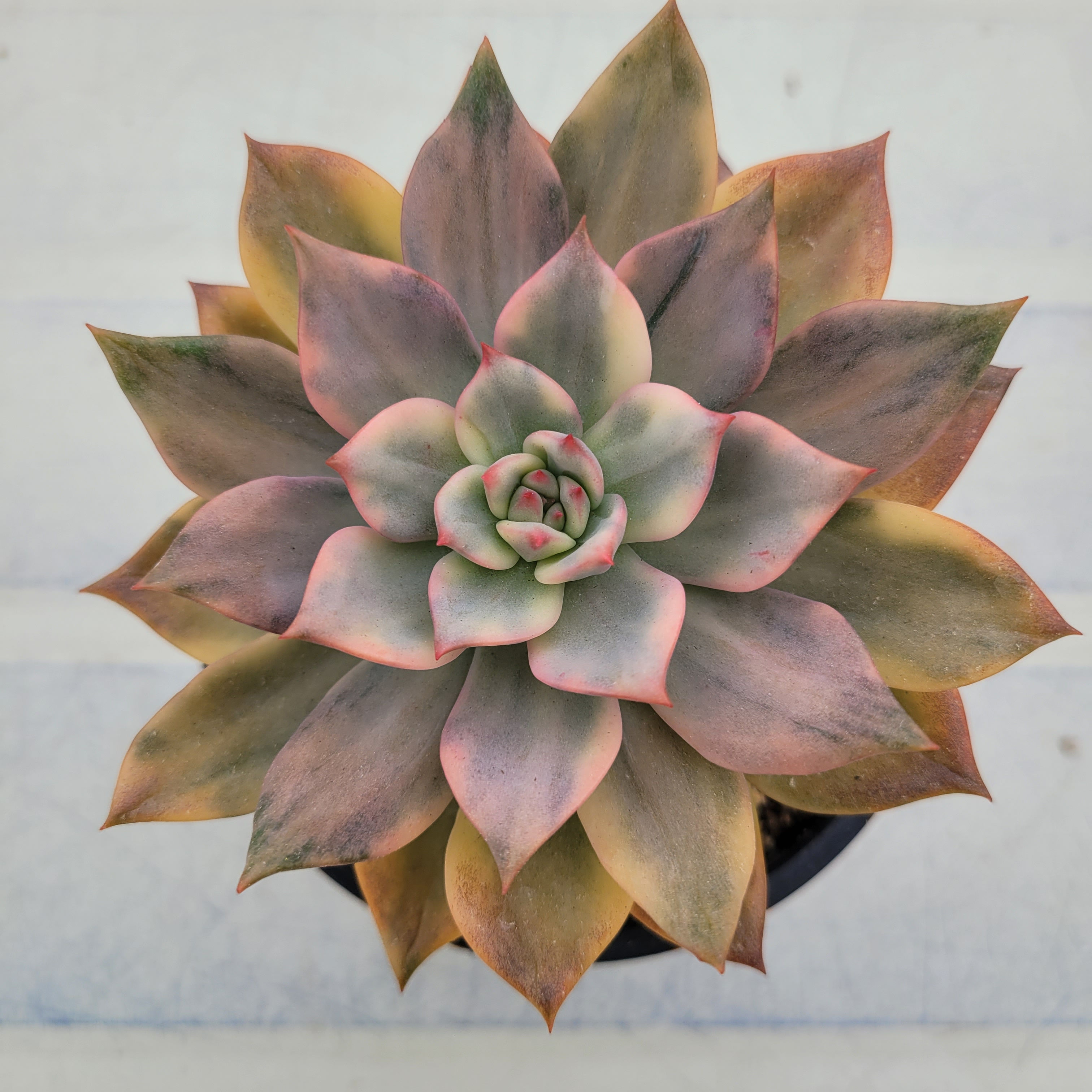 Echeveria Chimera variegated 
