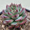 Thumbnail: Echeveria Labubu