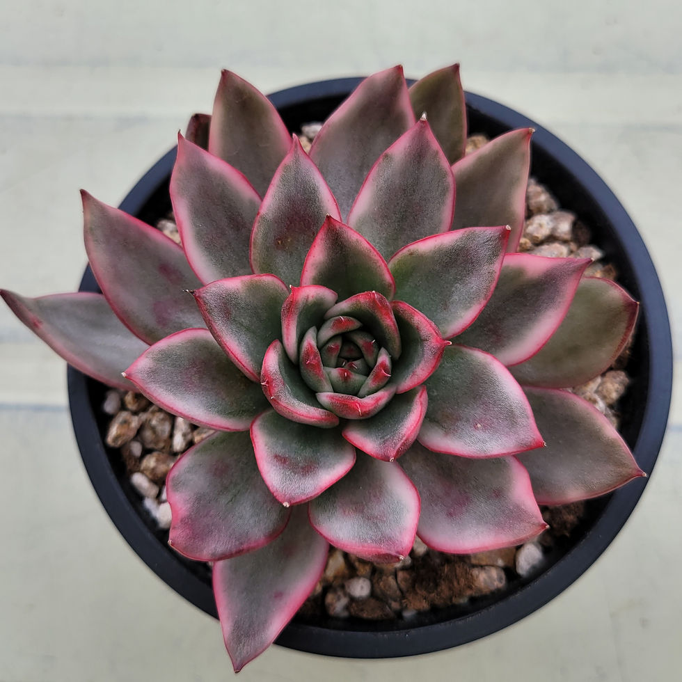 Thumbnail: Echeveria Pyoryang variegated 