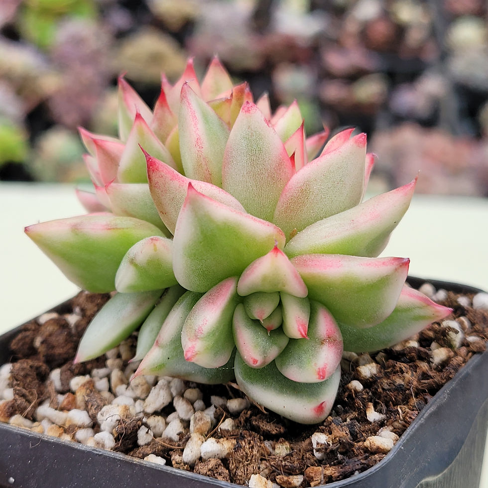 Thumbnail: Echeveria Elkhorn variegated 