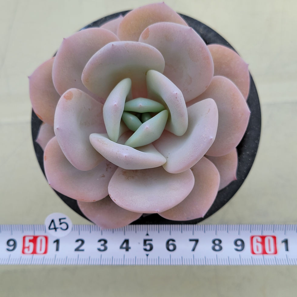 Thumbnail: Echeveria Cream Tea 