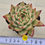 Thumbnail: Echeveria Agavoides Amestro variegated 