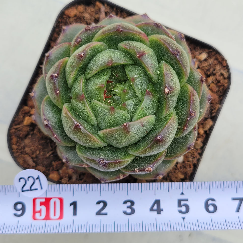 Thumbnail: Echeveria Beatrice 