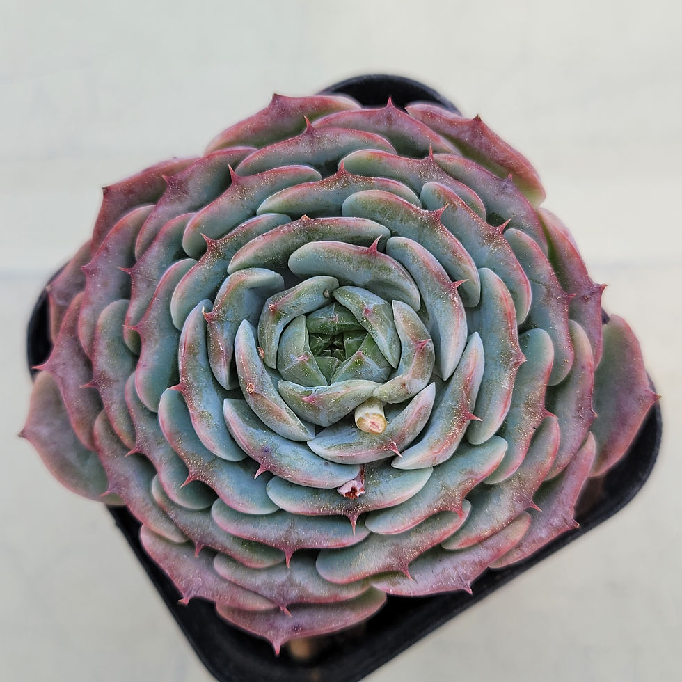 Thumbnail: Echeveria  Mon Petit 
