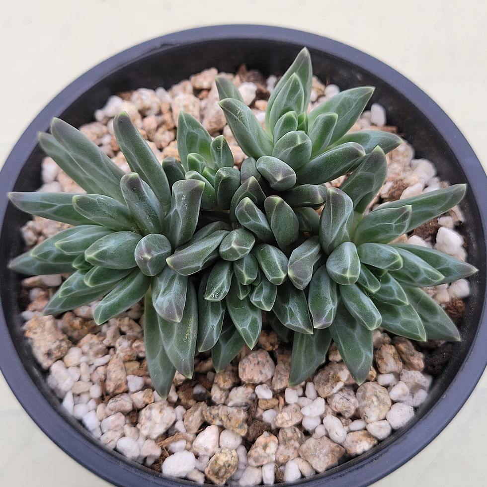 Thumbnail: Pachyphytum Icarus 