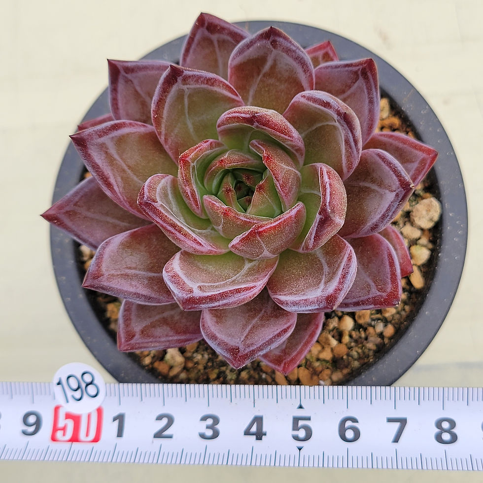 Thumbnail: Echeveria Purple Jadeite 