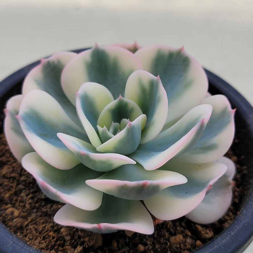 Thumbnail: Echeveria Lenore Dean 