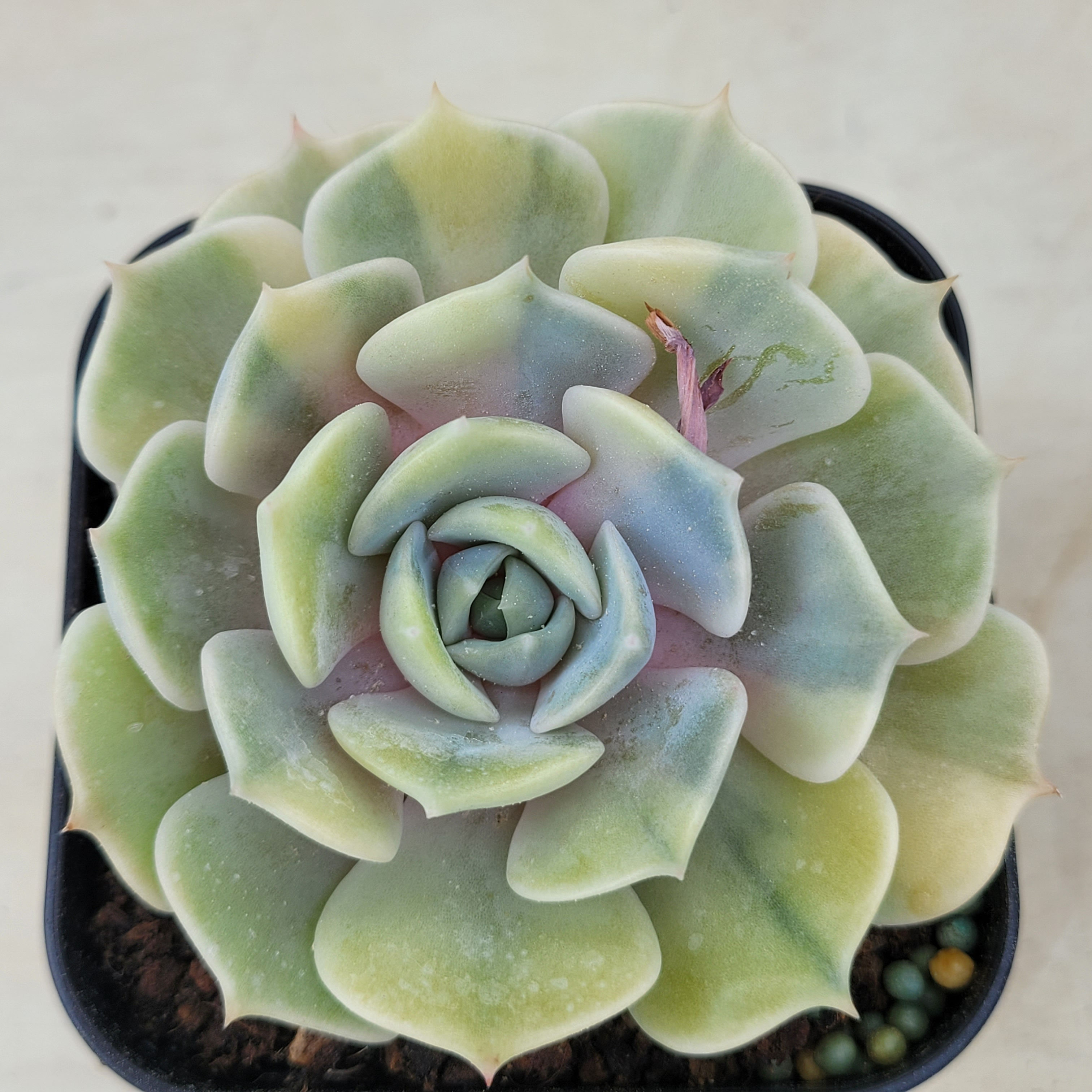 Echeveria Lola variegated 
