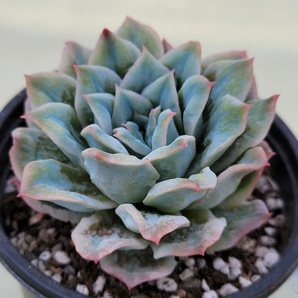 Thumbnail: Echeveria Bubble Rose variegated 