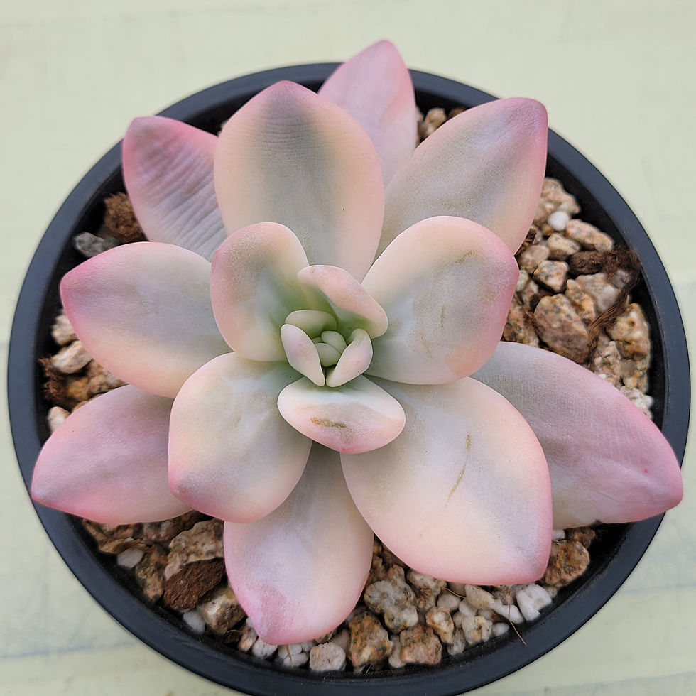 Thumbnail: Pachyphytum Pink Frevel variegated 