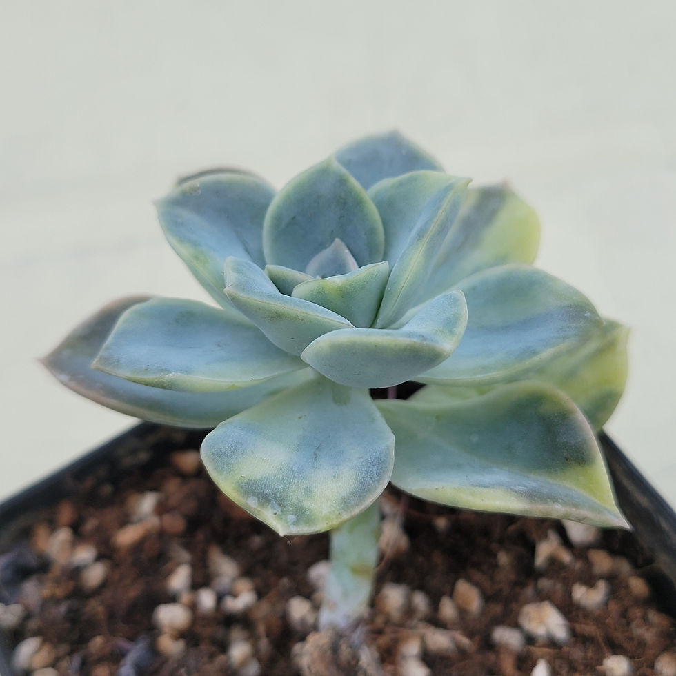 Thumbnail: Graptoveria Harry Watson variegated 