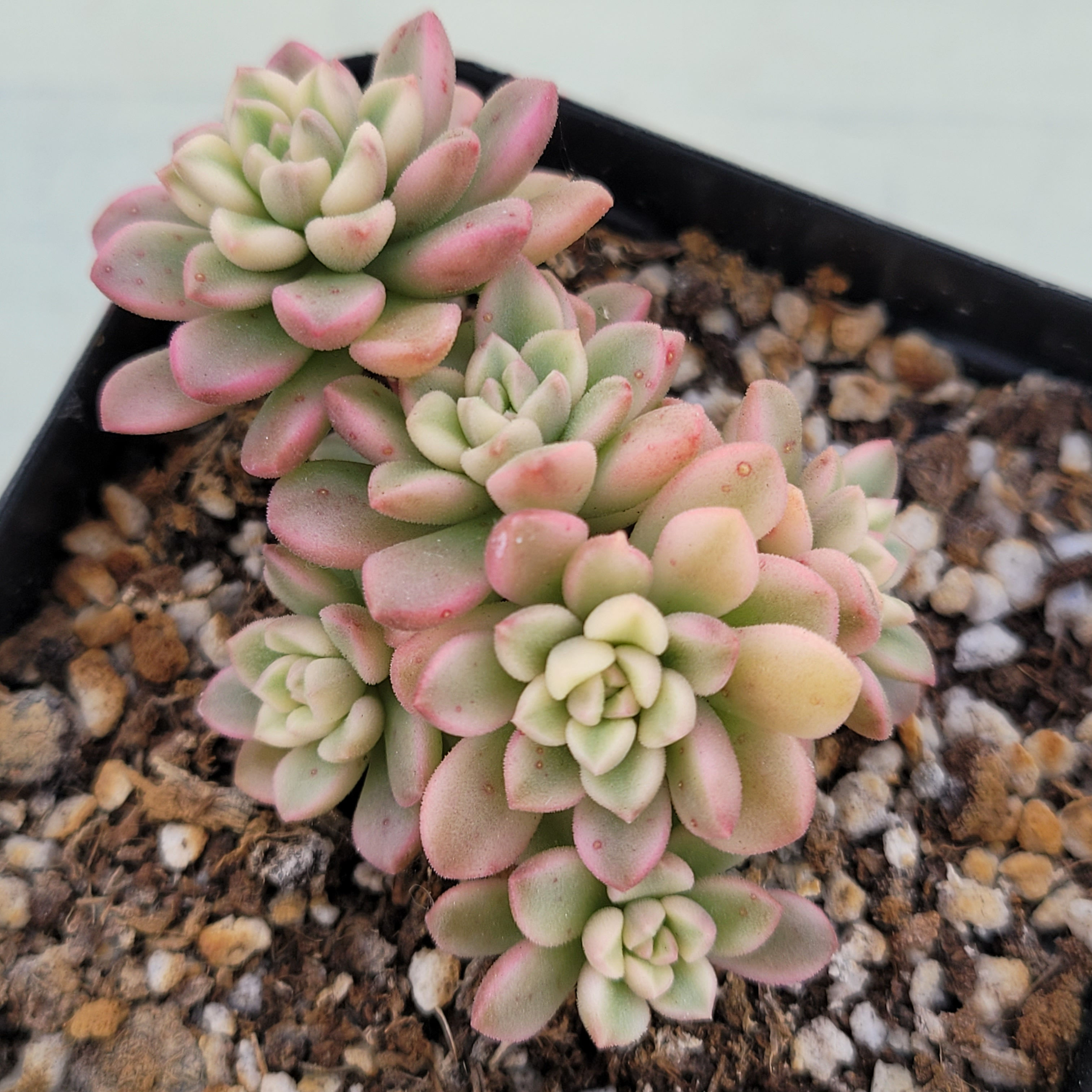 Sedum Joyce tulloch variegated 