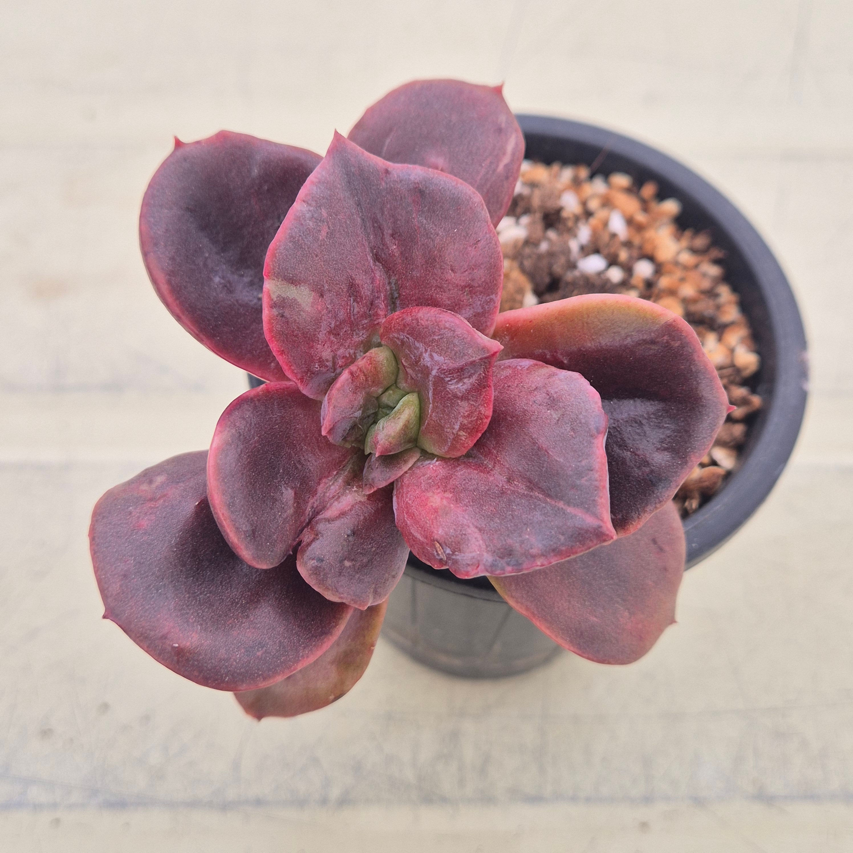 Echeveria Blue Metall variegated 