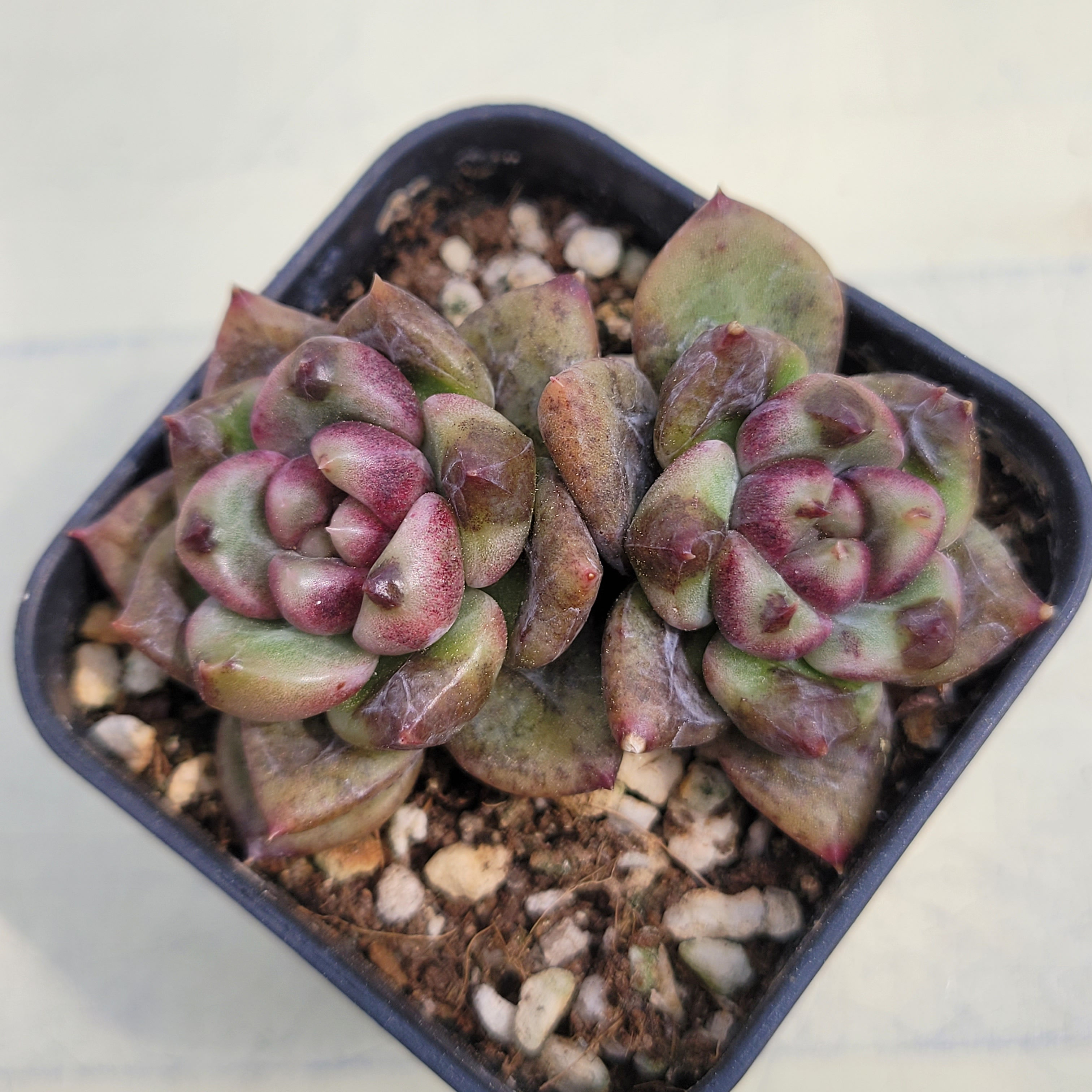Echeveria Stone Henge 