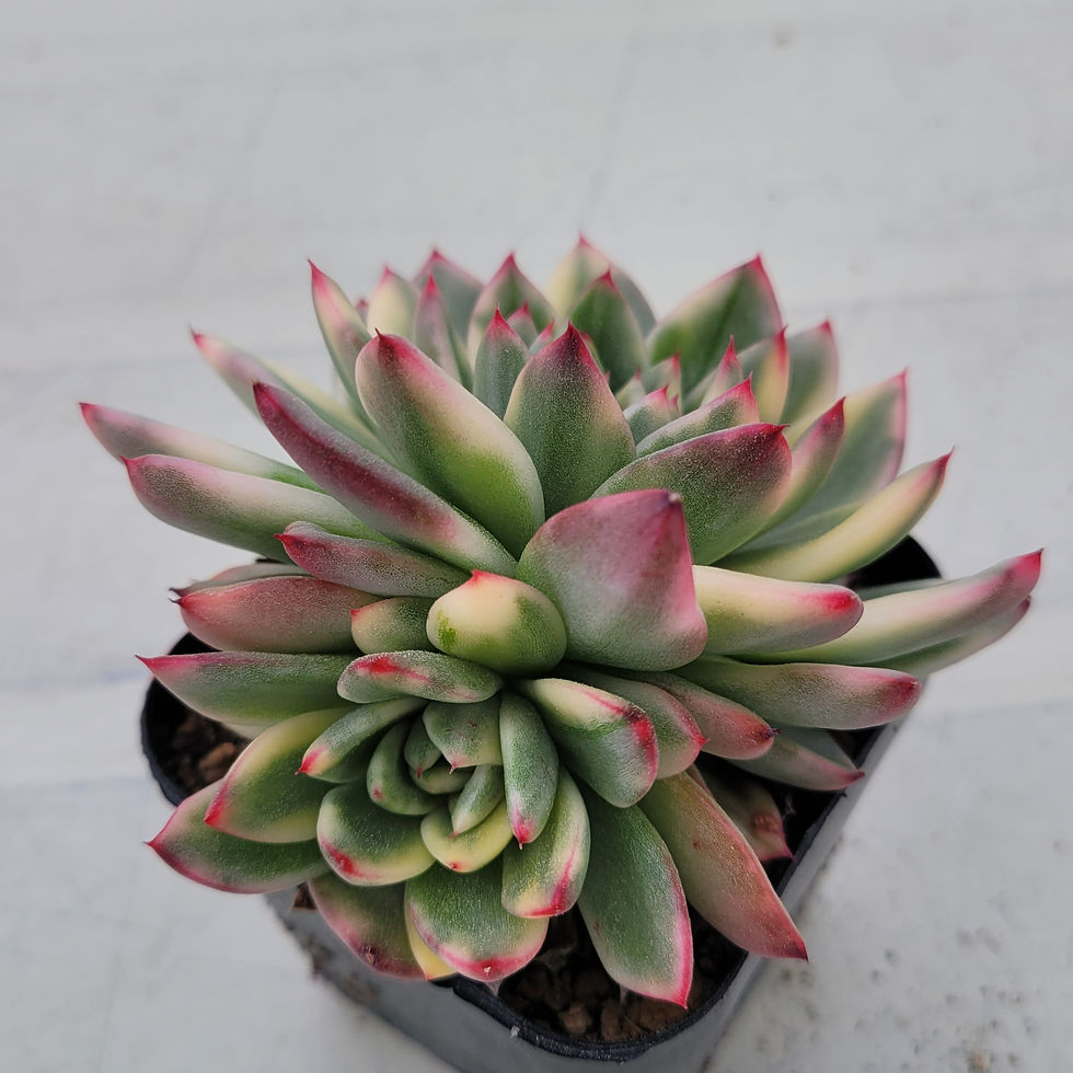 Thumbnail: Echeveria Royal Chanel variegated 