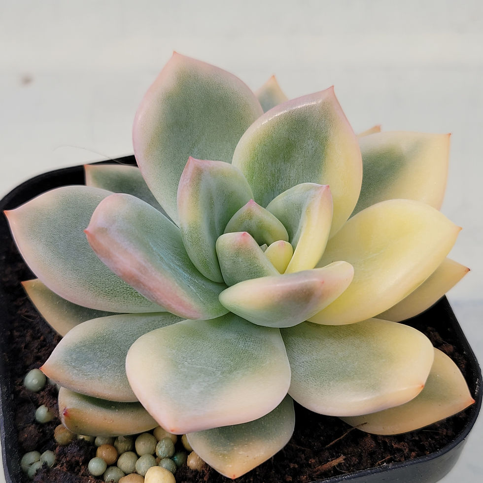 Thumbnail: Echeveria Elizabeth variegated 
